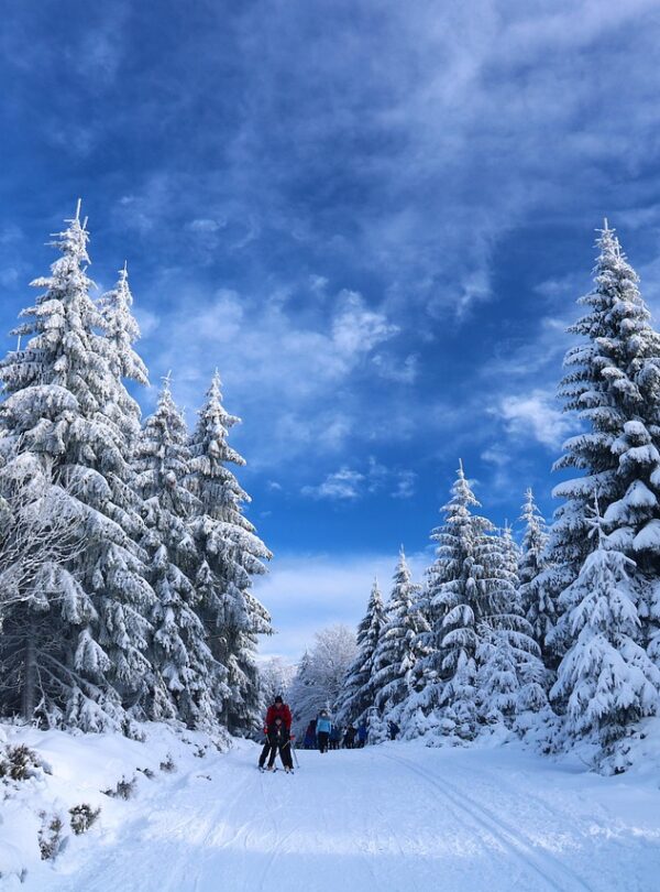 skiing, snow, trees, path, winter, people, tourists, leisure, recreation, activity, winter landscape, snowy, cross-country skiing, winter sports, cold, landscape, nature, skiing, skiing, skiing, skiing, skiing, snow, winter, winter, nature