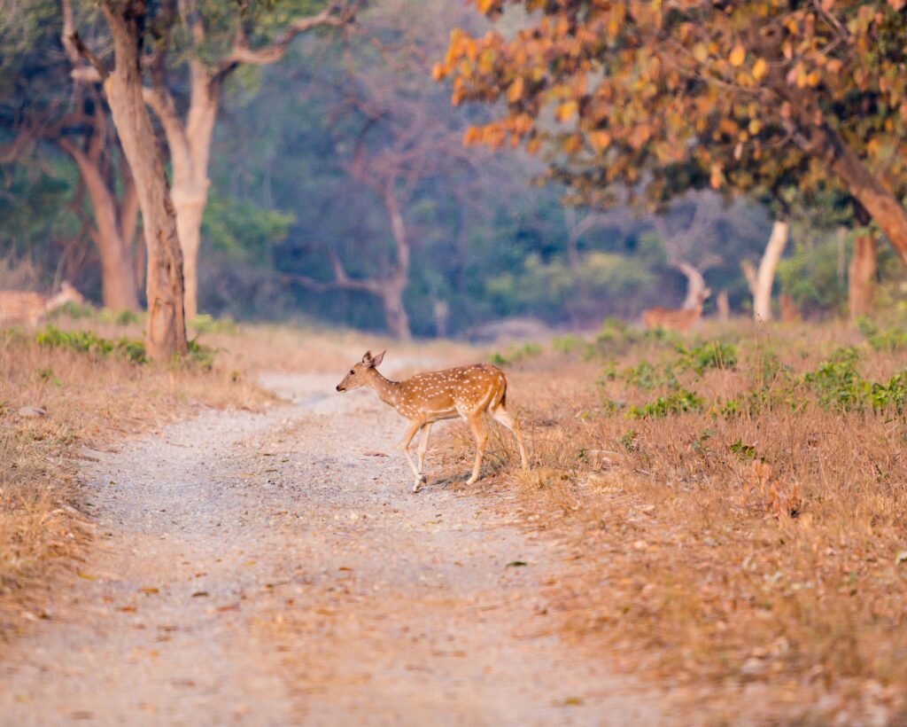 A young deer crossing a dirt road in Ramnagar, India, surrounded by vibrant autumn foliage.