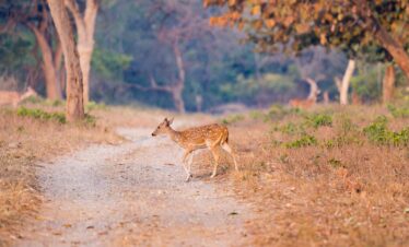 A young deer crossing a dirt road in Ramnagar, India, surrounded by vibrant autumn foliage.