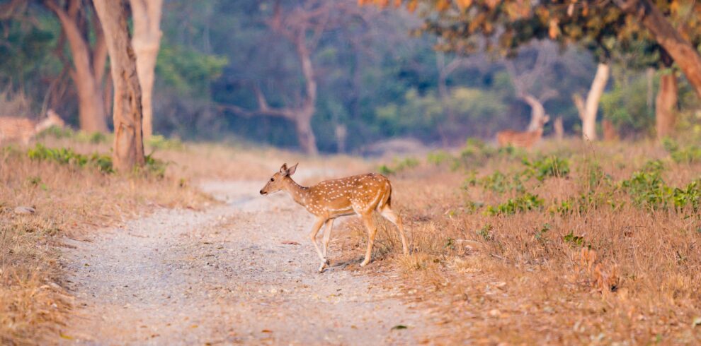 A young deer crossing a dirt road in Ramnagar, India, surrounded by vibrant autumn foliage.