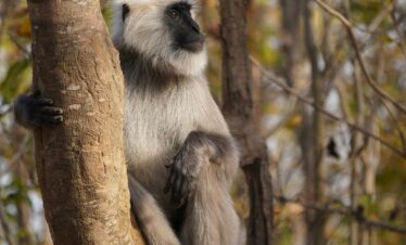 A Gray Langur monkey casually sitting on a tree in a forest, showcasing wildlife in Ramnagar, India.