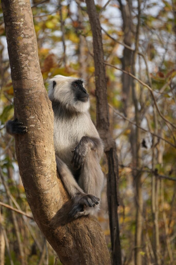 A Gray Langur monkey casually sitting on a tree in a forest, showcasing wildlife in Ramnagar, India.