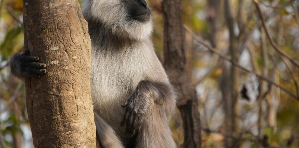 A Gray Langur monkey casually sitting on a tree in a forest, showcasing wildlife in Ramnagar, India.