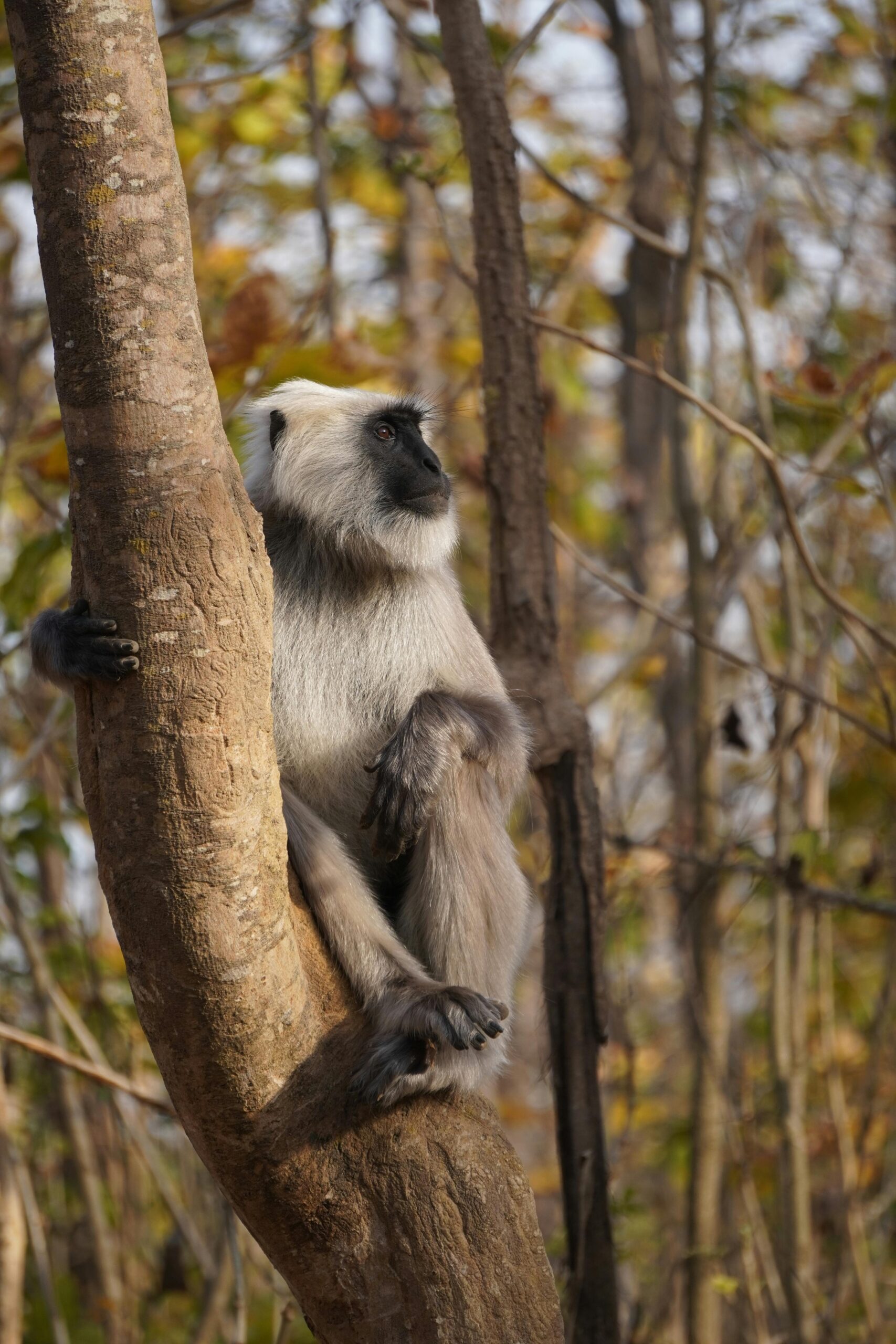 A Gray Langur monkey casually sitting on a tree in a forest, showcasing wildlife in Ramnagar, India.