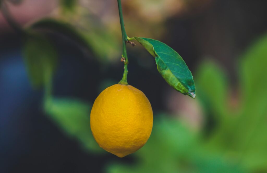 Vibrant yellow lemon hanging from a tree, showcasing freshness in Aaqrabâte, Syria.
