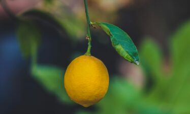 Vibrant yellow lemon hanging from a tree, showcasing freshness in Aaqrabâte, Syria.