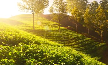 Sunlit tea plantations in Munnar, India, showcasing vibrant green fields and scenic natural landscapes.